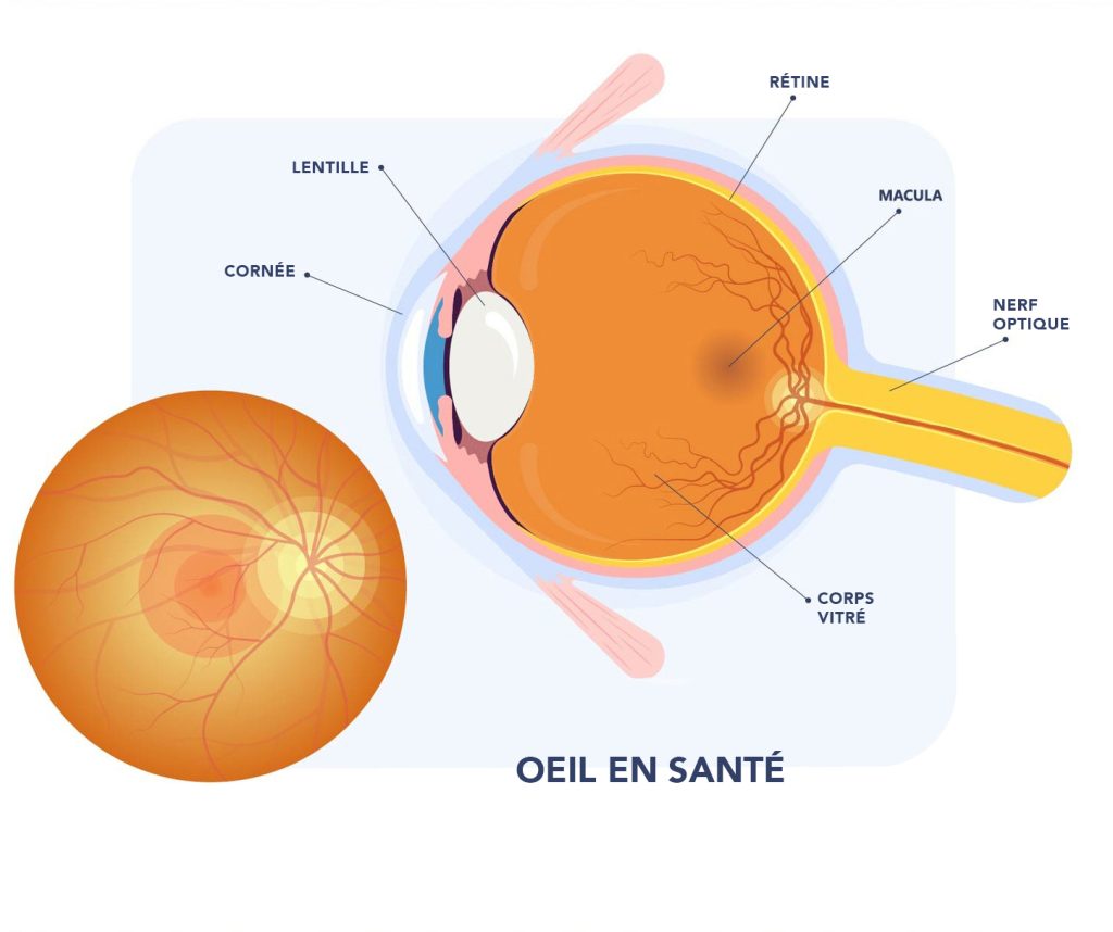 Diagramme d'un oeil en santé montrant la cornée, la lentille, la rétine, la macula, le nerf optique et le corps vitré